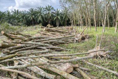 Kauçuk arazinin ormansızlaşması 