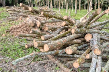 Kauçuk arazinin ormansızlaşması 