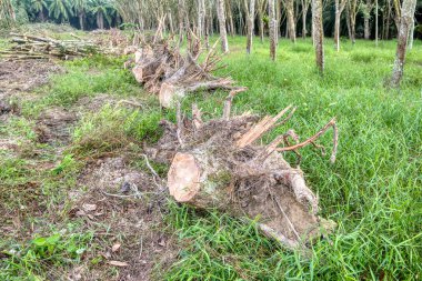 Kauçuk arazinin ormansızlaşması 