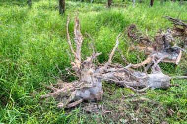 Kauçuk arazinin ormansızlaşması 