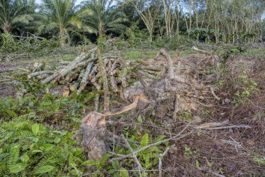 Kauçuk arazinin ormansızlaşması 