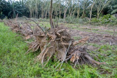 Kauçuk arazinin ormansızlaşması 