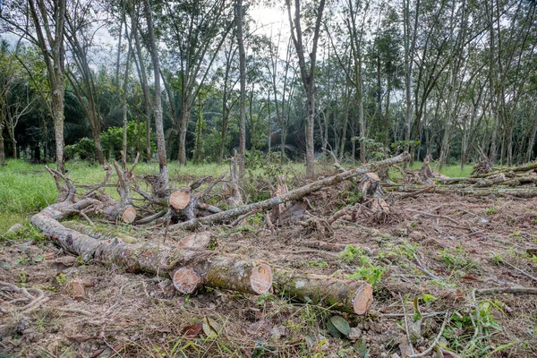 Desflorestação Propriedade Borracha — Fotografia de Stock