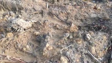 Kurumuş topraklardaki köklerinden sökülmüş ağaçların oluşturduğu su birikintisi..