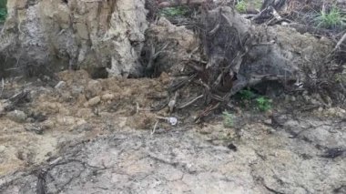 Kurumuş topraklardaki köklerinden sökülmüş ağaçların oluşturduğu su birikintisi..