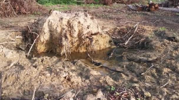 Genangan Air Yang Disebabkan Oleh Pohon Tumbang Tanah Berhutan — Stok Video