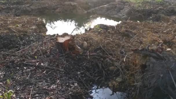 Poça Causada Pela Árvore Arrancada Terra Desmatada — Vídeo de Stock