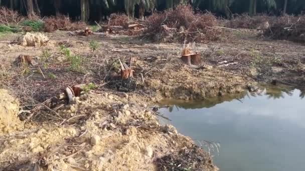 Poça Causada Pela Árvore Arrancada Terra Desmatada — Vídeo de Stock