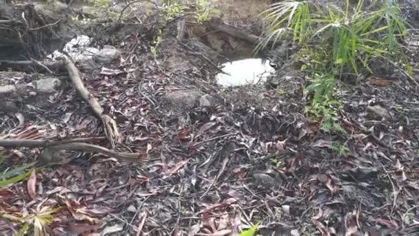 땅에서 뿌리가 나무때문에 물웅덩이 — 비디오