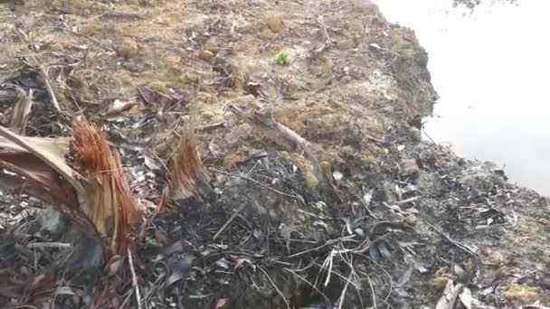 Charco Causado Por Árbol Desarraigado Tierra Deforestada — Vídeo de stock