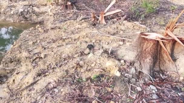 Pozzanghera Causata Dall Albero Sradicato Sul Terreno Deforestato — Video Stock