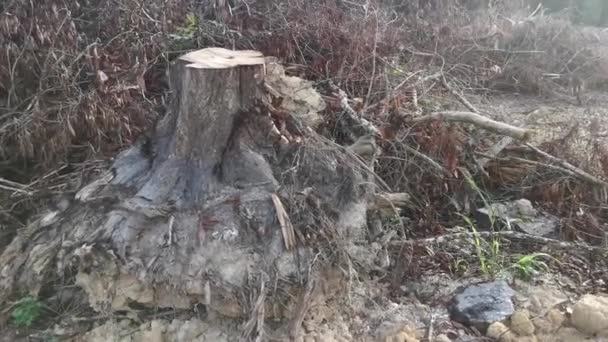 Puddle Caused Uprooted Tree Deforested Land — Stock Video