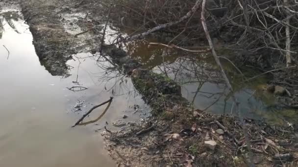 Charco Causado Por Árbol Desarraigado Tierra Deforestada — Vídeos de Stock