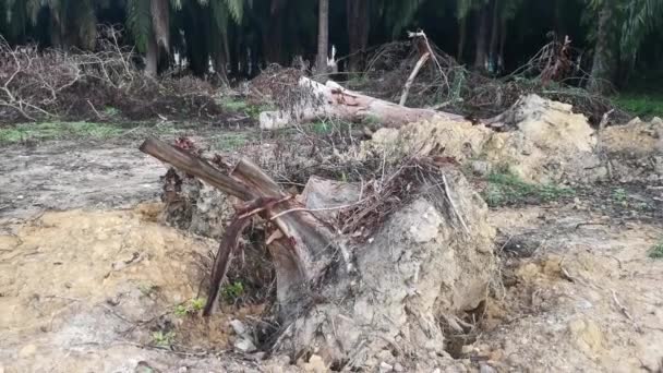 Pfütze Durch Entwurzelten Baum Auf Abgeholztem Land — Stockvideo