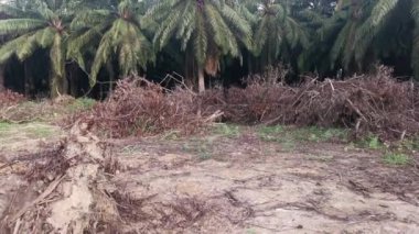 Kurumuş topraklardaki köklerinden sökülmüş ağaçların oluşturduğu su birikintisi..