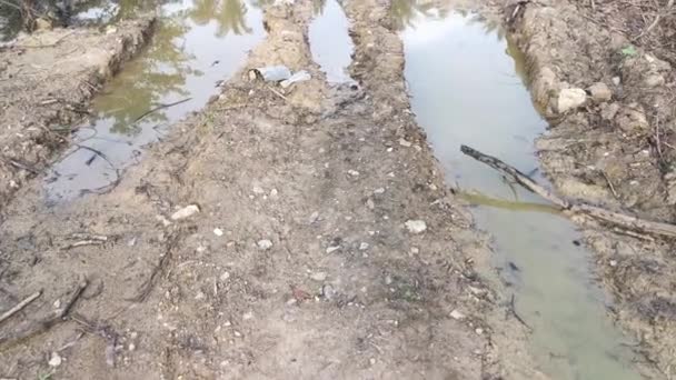 Charco Causado Por Árbol Desarraigado Tierra Deforestada — Vídeos de Stock