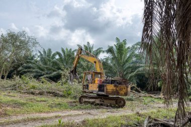 Yakalayıcı kazıcı hidrolik makinesi toprağı yeni ekinlere hazırlamak için para kauçuk ağaçlarını kaldırıyor ya da aşağı itiyor