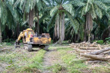 Yakalayıcı kazıcı hidrolik makinesi toprağı yeni ekinlere hazırlamak için para kauçuk ağaçlarını kaldırıyor ya da aşağı itiyor