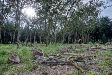 Yakalayıcı kazıcı hidrolik makinesi toprağı yeni ekinlere hazırlamak için para kauçuk ağaçlarını kaldırıyor ya da aşağı itiyor