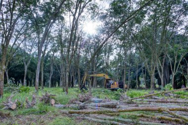 Yakalayıcı kazıcı hidrolik makinesi toprağı yeni ekinlere hazırlamak için para kauçuk ağaçlarını kaldırıyor ya da aşağı itiyor