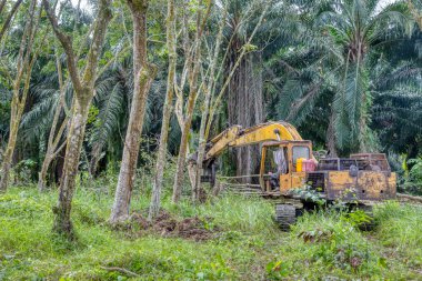 Yakalayıcı kazıcı hidrolik makinesi toprağı yeni ekinlere hazırlamak için para kauçuk ağaçlarını kaldırıyor ya da aşağı itiyor
