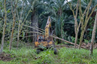 Yakalayıcı kazıcı hidrolik makinesi toprağı yeni ekinlere hazırlamak için para kauçuk ağaçlarını kaldırıyor ya da aşağı itiyor