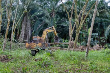 Yakalayıcı kazıcı hidrolik makinesi toprağı yeni ekinlere hazırlamak için para kauçuk ağaçlarını kaldırıyor ya da aşağı itiyor