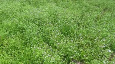 Çayırda mor renkli bilardo otu