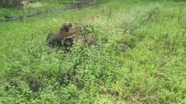 Çayırda mor renkli bilardo otu