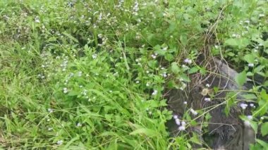 Çayırda mor renkli bilardo otu