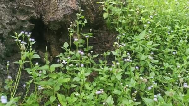 Purple Colored Billygoat Weed Meadow — Stock Video