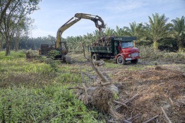 Perak, Malezya. 9 Şubat 2022: Kg Koh kauçuk plantasyonunda taşınmak üzere ağaç gövdesi parçalarını kamyonun üzerine kaldırma.