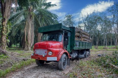 Eski kamyon, testere değirmenine taşınmak üzere kauçuk kütük ya da orman taşıyor..