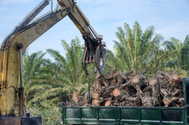 Yakalayıcı kazıcı, ağaç gövdesinin parçalarını nakledilmek üzere kamyona yüklüyor. 