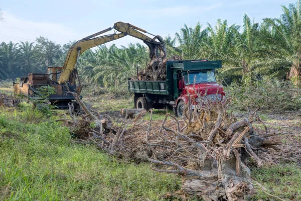 Perak Malasia Febrero 2022 Excavadora Acaparadora Levantando Trozos Tronco Árbol — Foto de Stock