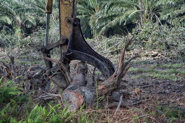 Grabber Escavadeira Levantando Pedaços Tronco Árvore Cortada Para Caminhão Ser — Fotografia de Stock