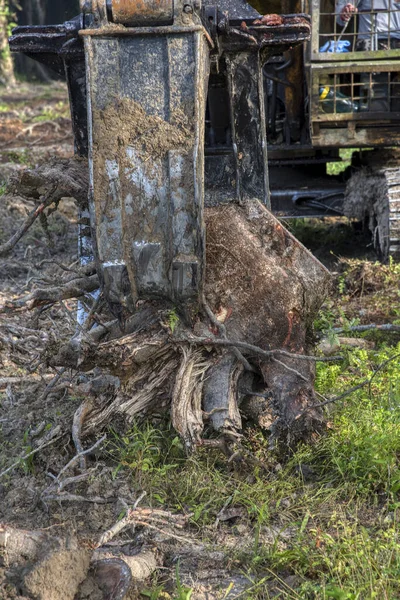 Excavadora Acaparadora Levantando Trozos Tronco Árbol Cortado Camión Para Ser —  Fotos de Stock