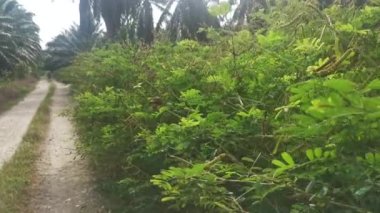 Indigofera hirsuta fabrikası kırsal yolda..