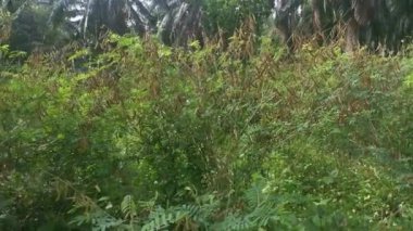 Indigofera hirsuta fabrikası kırsal yolda..
