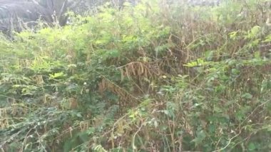 Indigofera hirsuta fabrikası kırsal yolda..