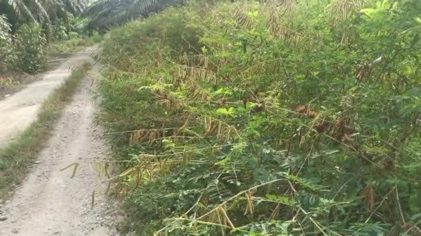 Indigofera Hirsuta Planta Estrada Rural — Vídeo de Stock