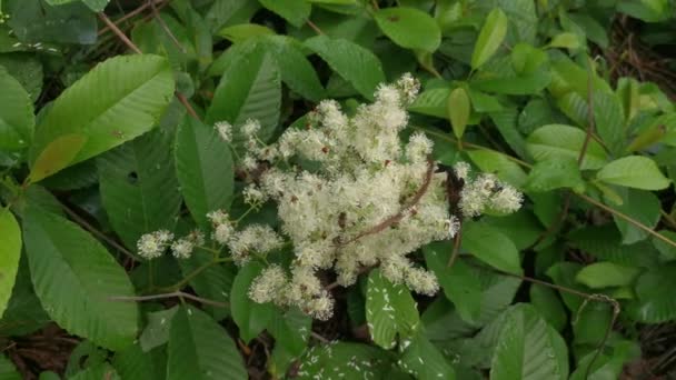 Tetracera Sarmentosa香り野生雑草の花の植物 — ストック動画