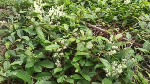 Tetracera Sarmentosa Fragancia Hierba Silvestre Flor Planta — Vídeos de Stock