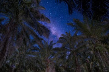 Palmiye ağaçlarına bakan gökyüzüne bakıyorum.