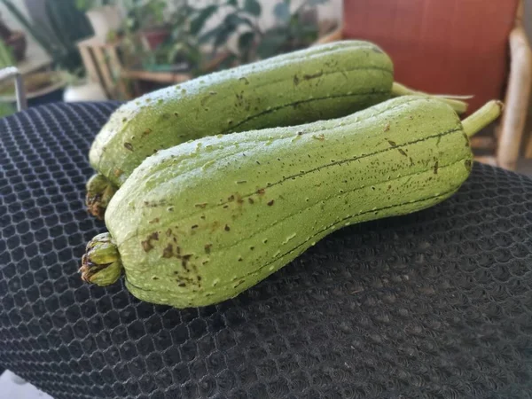 Δύο Νωπά Μαδημένα Λαχανικά Luffa Sigua — Φωτογραφία Αρχείου