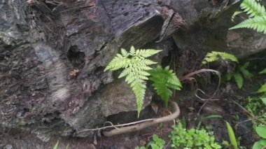 Güzel eğreltiotu yaprakları, ölü palmiye ağaçlarında vahşice yetişir.