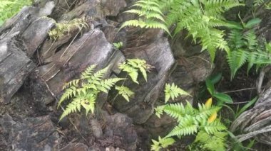 Güzel eğreltiotu yaprakları, ölü palmiye ağaçlarında vahşice yetişir.