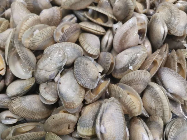 Много Свежих Моллюсков Лала — стоковое фото