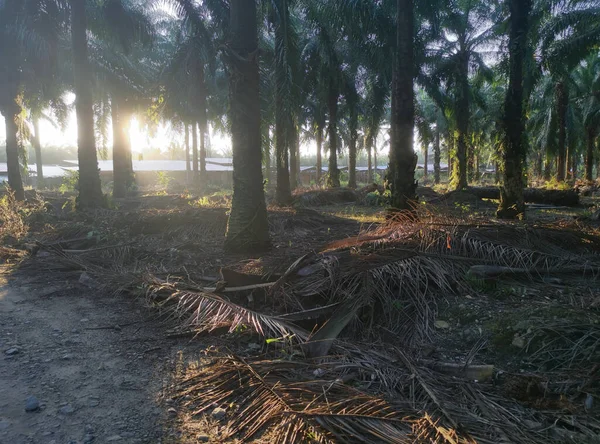 Zonlicht Dat Plantage Gluurt — Stockfoto