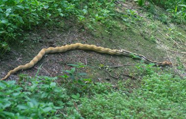 Çalı otların üzerinde sürünen fareli yılan..